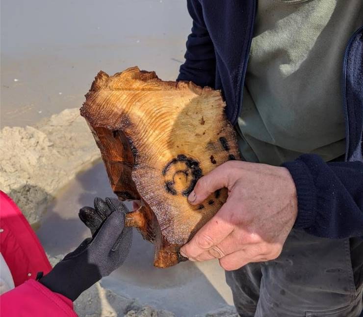 One of the tree samples section - showing the tree rings